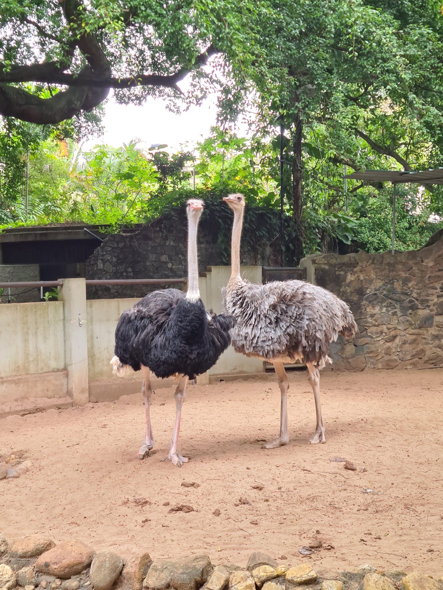 Two ostriches, one black and one grey, standing on sand in front of a stone wall and trees.