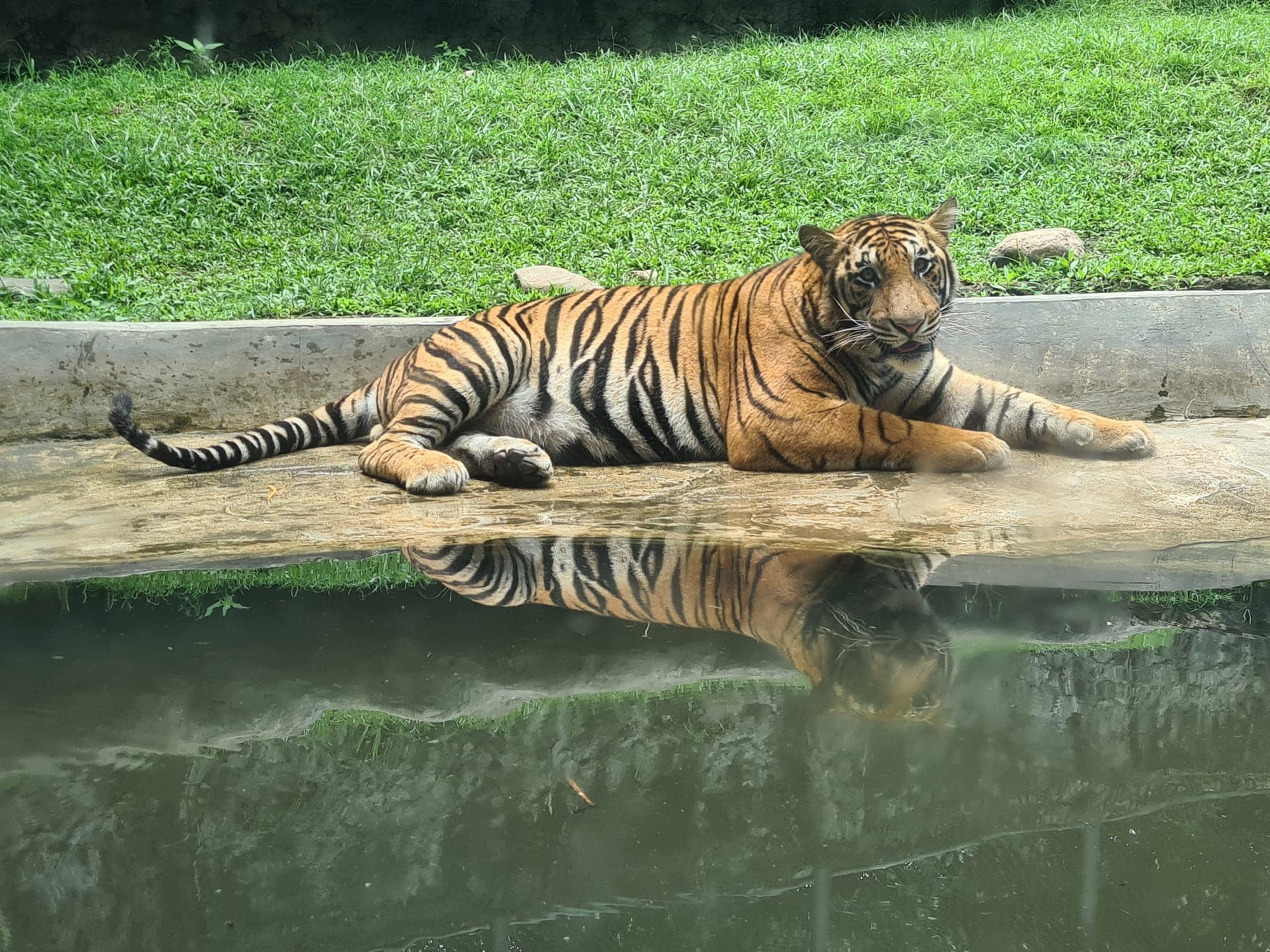 A tiger lying on a stone ledge beside a pond, its reflection in the water below.