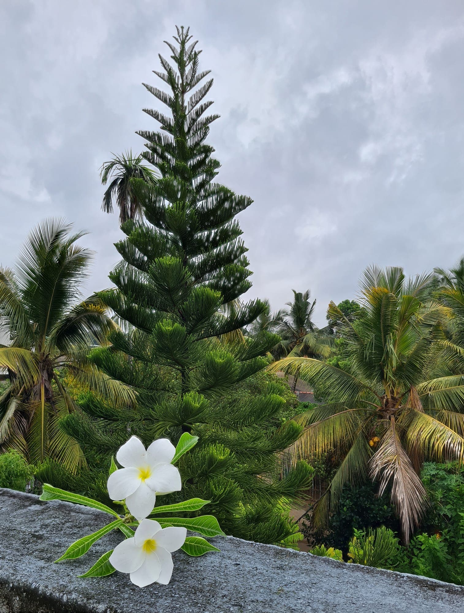 Two white frangipani flowers on a wall in front of a tall araucaria pine and coconut palms under a cloudy sky.